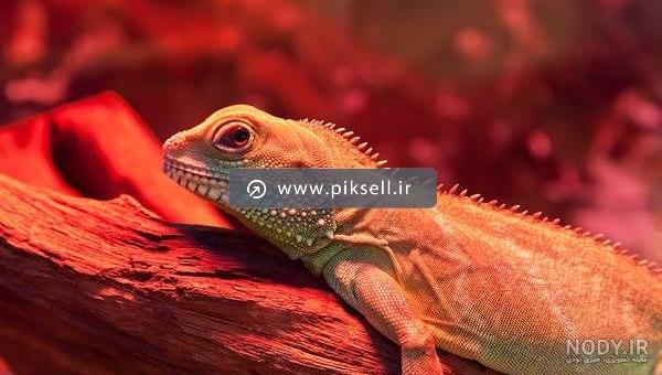 فسیل مارمولک دریایی قاتل کشف شد/ عکس – علمی خبری فسیل مارمولک دریایی قاتل کشف شد/ عکس – علمی خبری
