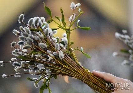 مرکز پرورش بیدمشک ایران (+عکس) مرکز پرورش بیدمشک ایران (+عکس)