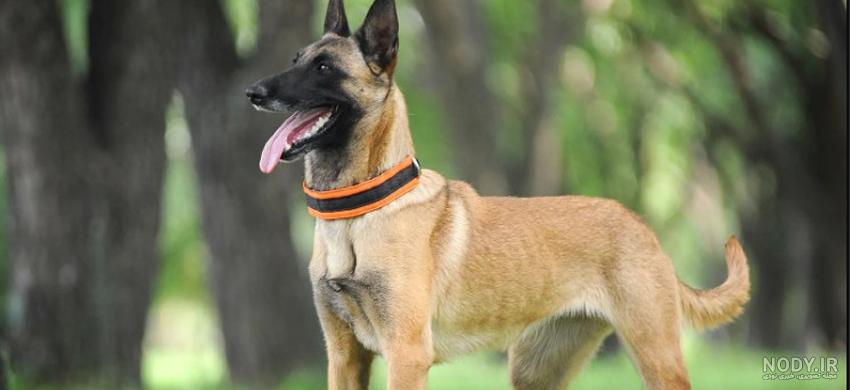 مشخصات کامل، قیمت و خرید نژاد سگ بلژین مالینویز (Belgian Malinois ...