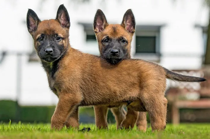 مشخصات کامل، قیمت و خرید نژاد سگ بلژین مالینویز (Belgian Malinois ...
