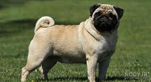 مشخصات کامل، قیمت و خرید نژاد سگ پاگ (Pug) | پت راید