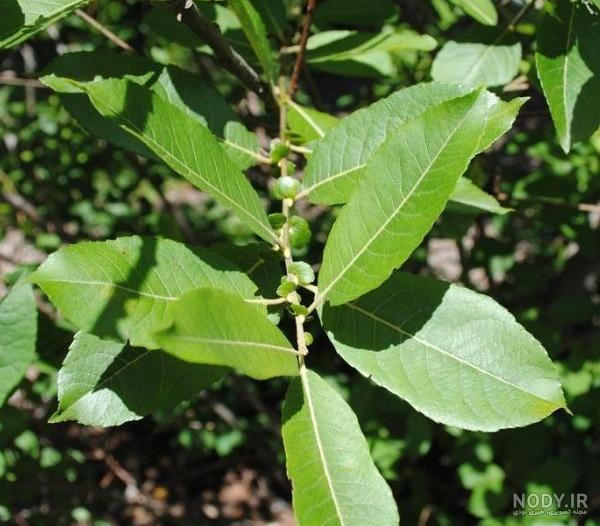 معرفی و راهنمای پرورش درختان زینتی - بیدمشک معرفی و راهنمای پرورش درختان زینتی - بیدمشک