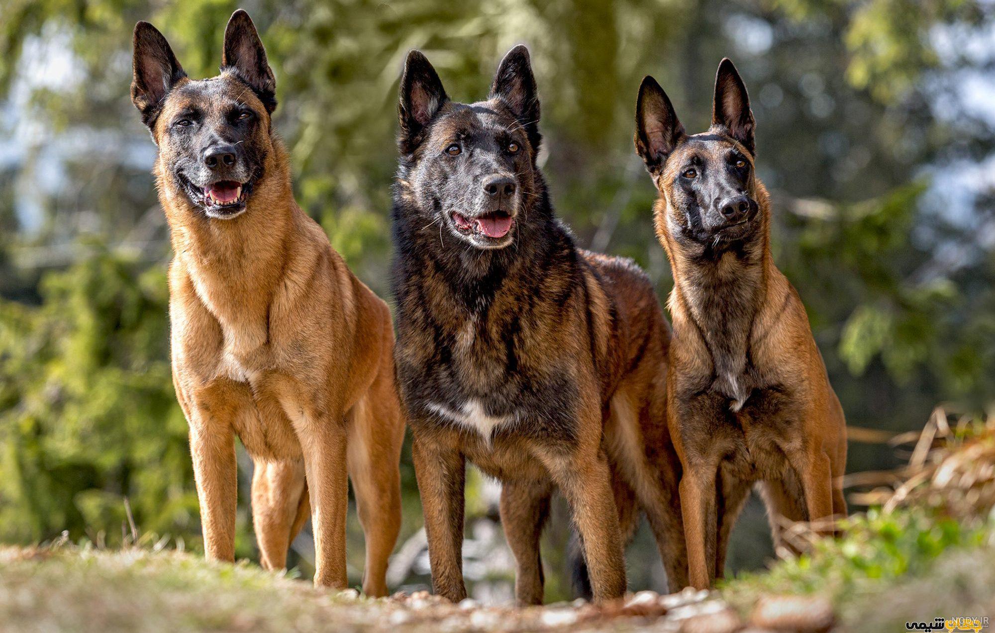 نژاد سگ بلژین مالینویز (Belgian Malinois) عکس و ویدیو