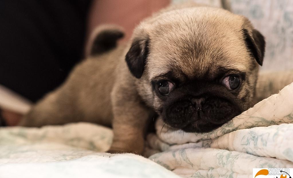 نژاد سگ پاگ (Pug) عکس و ویدیو