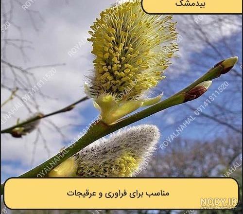 گالری تصاویر - مجموعه: بیدمشک - تصویر: بیدمشک گالری تصاویر - مجموعه: بیدمشک - تصویر: بیدمشک