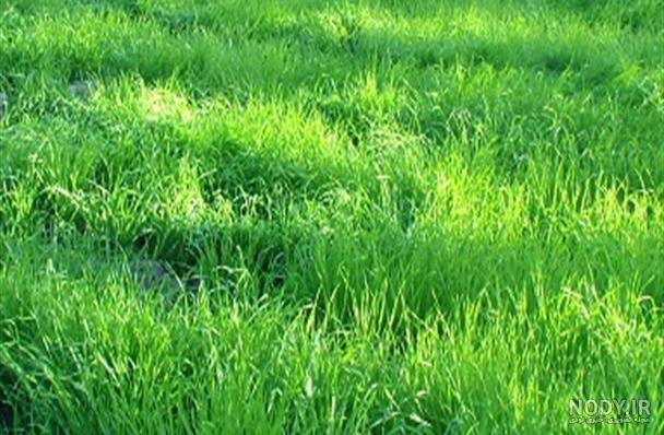 جدیدترین عکس های چمنزار جدیدترین عکس های چمنزار