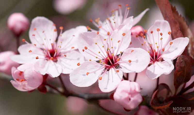 زیباترین گل های طبیعی دنیا
