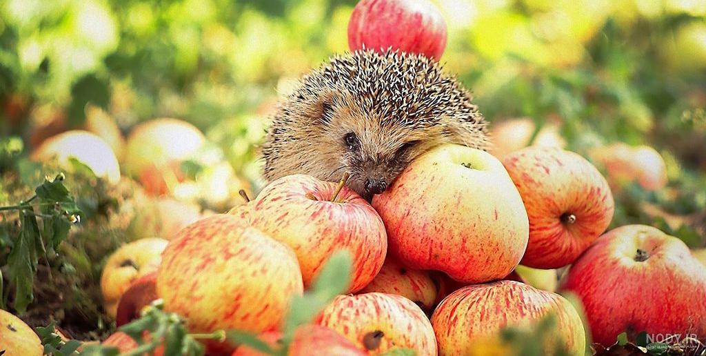 عکس جوجه تیغی ناز در طبیعت – عکس با کیفیت و تصاویر استوک حرفه ای