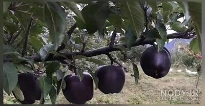 عکس دمپایی پاره