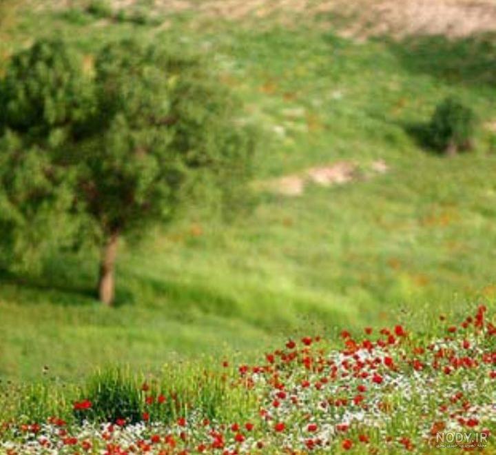 عکس سبز زمین - عکس نودی عکس سبز زمین - عکس نودی