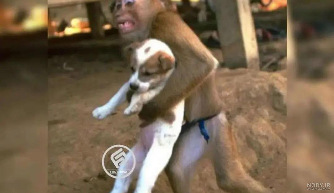 عکس میمون ها عکس میمون ها