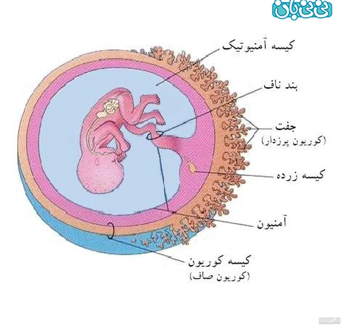 مراحل رشد جنین هفته به هفته با عکس در رحم مادر