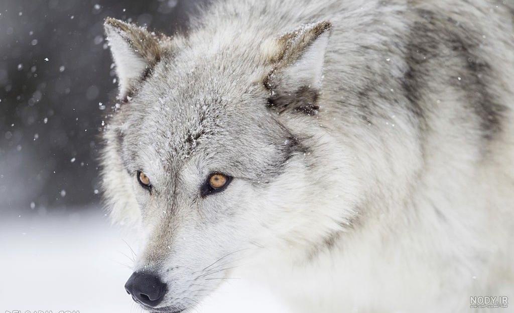 Pin de Patty Fryman em Wolves | Olhos de lobo, Fotos de lobos, Lobos negros