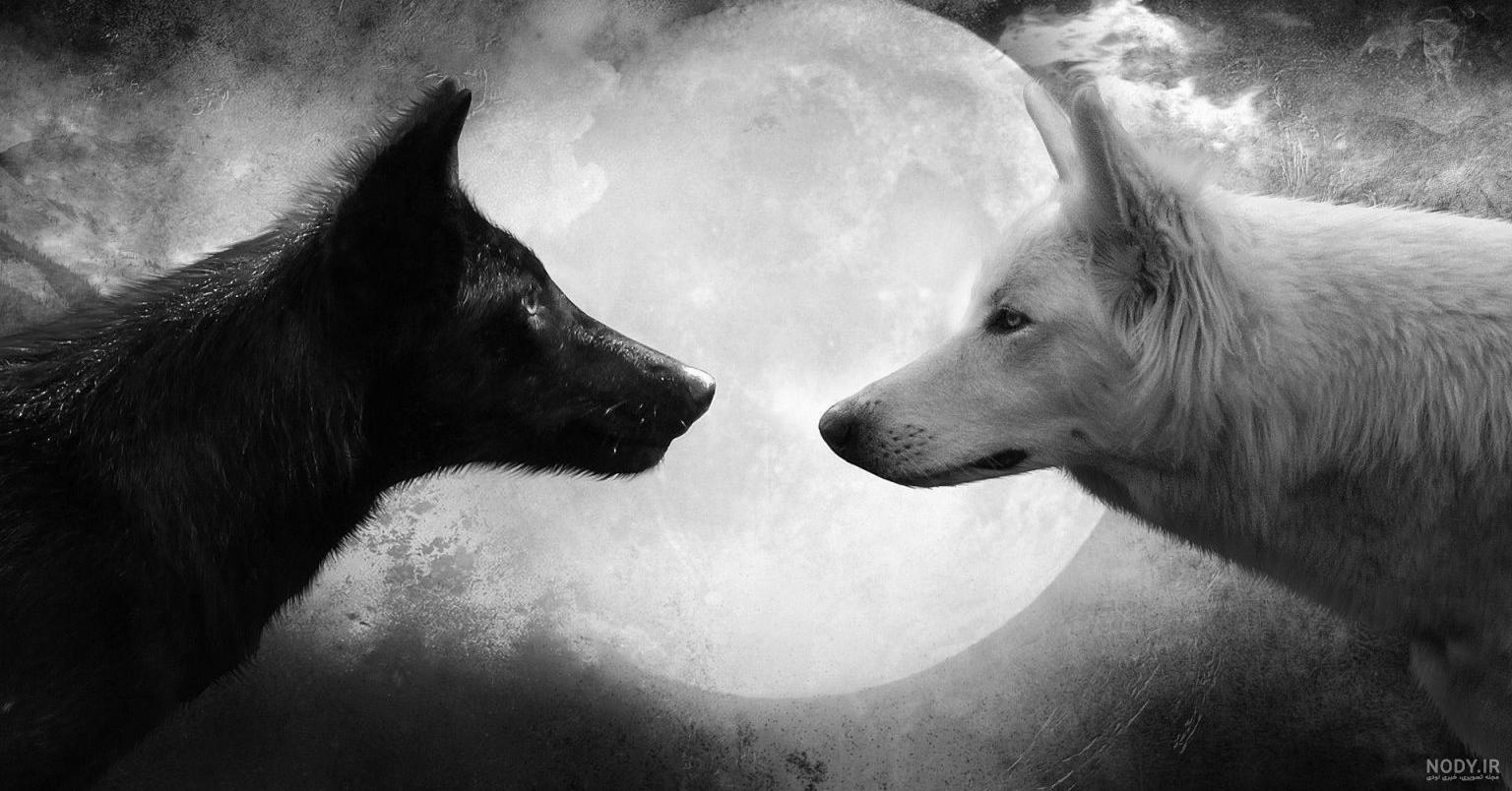 ArtStation - Wolf (snarl), Massimo Righi Wolf Photos, Wolf Pictures ...