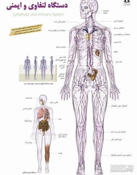 آناتومی بدن اسکلت اندام بدن ورزشکار عضله 10 آناتومی بدن اسکلت اندام بدن ورزشکار عضله 10