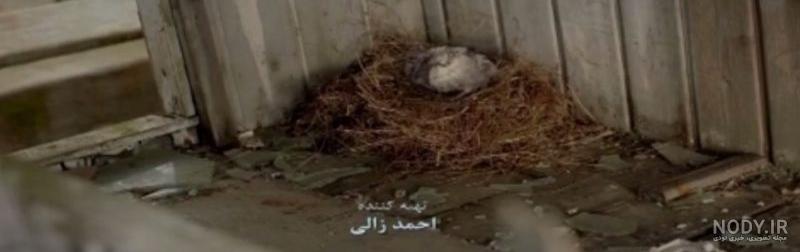 خبرگزاری میراث آریا - پرنده‌نگری در میراث جهانی شوش