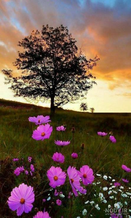 دانلود تصویر پس زمینه طبیعت nature wallpaper برای موبایل + 185 عکس ...