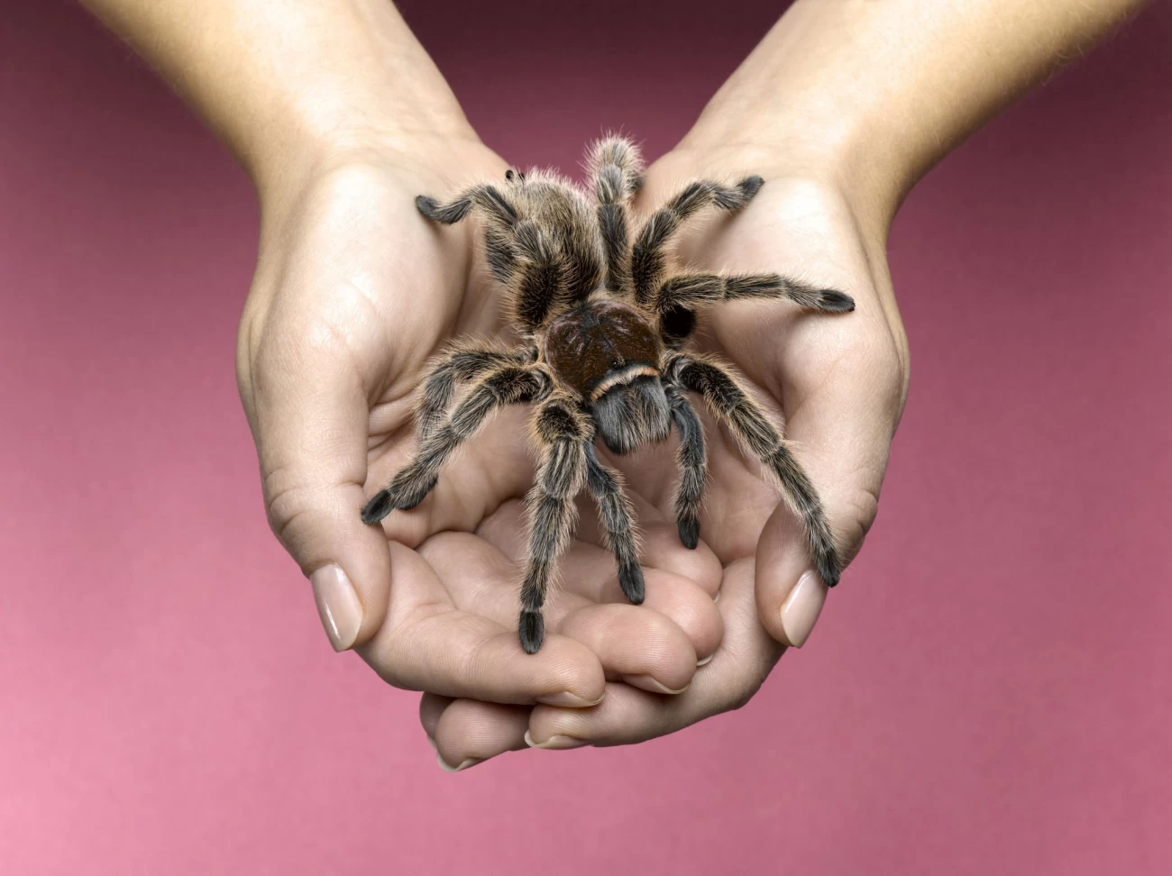 رتیل ها بزرگترین عنکبوتیان | رتیل - Tarantula | میهن سم