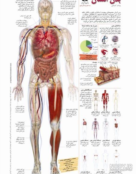 عکس اسکلت دست - عکس نودی عکس اسکلت دست - عکس نودی