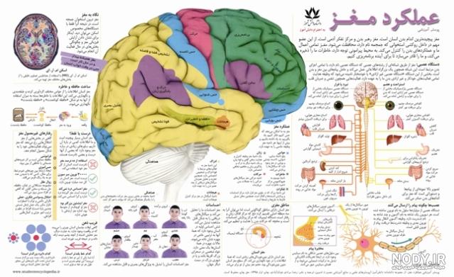 عکس اسکلت علوم پنجم - عکس نودی عکس اسکلت علوم پنجم - عکس نودی