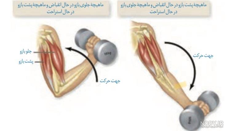 عکس اسکلت علوم پنجم - عکس نودی عکس اسکلت علوم پنجم - عکس نودی