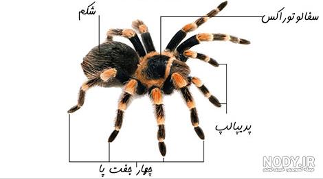 عکس شاه رتیل