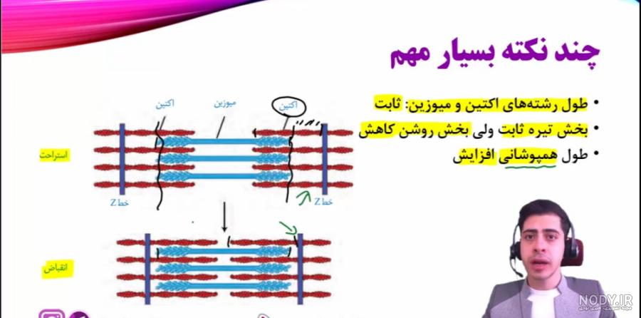 عکس ماهیچه و اسکلت عکس ماهیچه و اسکلت