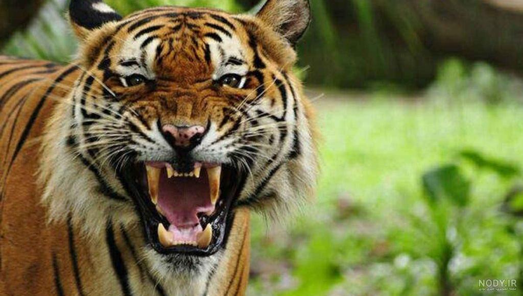 عکس نوزاد زیبا | عکس های زیباترین نوزادهای جهان
