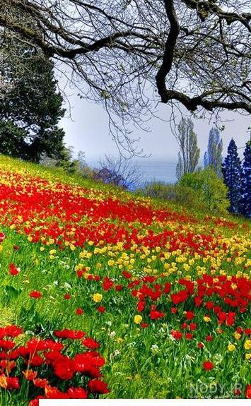 عکس پس زمینه زیبا طبیعت