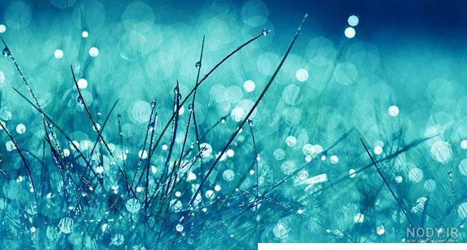 عکس گل زیبا برای بک گراند