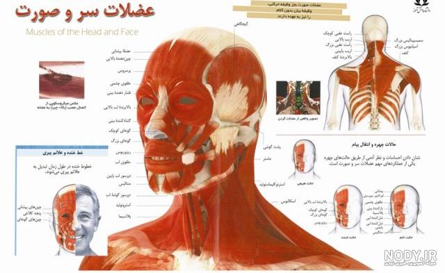 نکات کنکوری و مهم ماهیچه های اسکلتی، فصل دستگاه حرکتی از زیست ... نکات کنکوری و مهم ماهیچه های اسکلتی، فصل دستگاه حرکتی از زیست ...