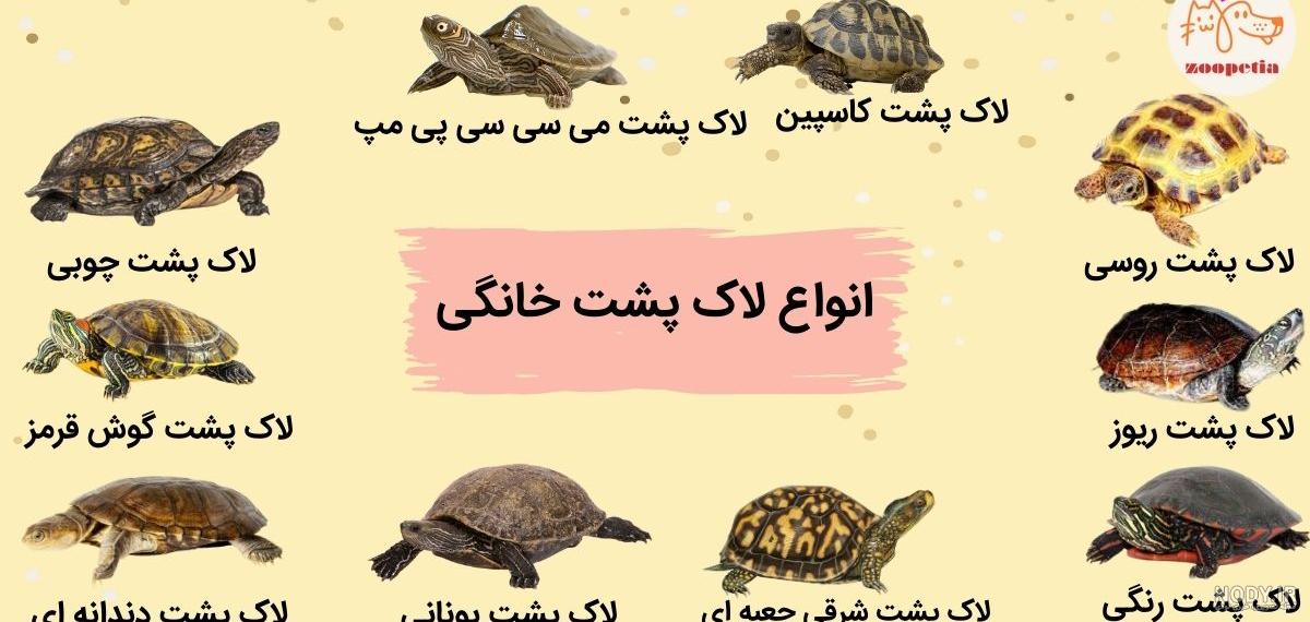 انواع لاک پشت برای حیوان خانگی (نگهداری و تغذیه) - مجله زوپتیا