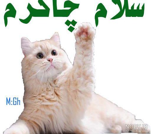 عکس استیکر صبح بخیر - عکس نودی