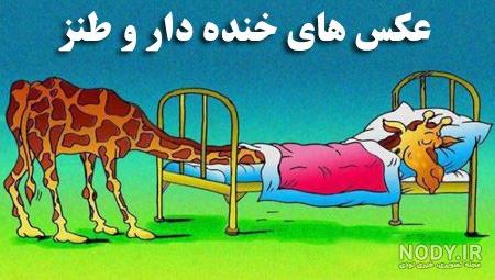 عکس های خنده دار و جالب حیوانات - مجله تصویر زندگی