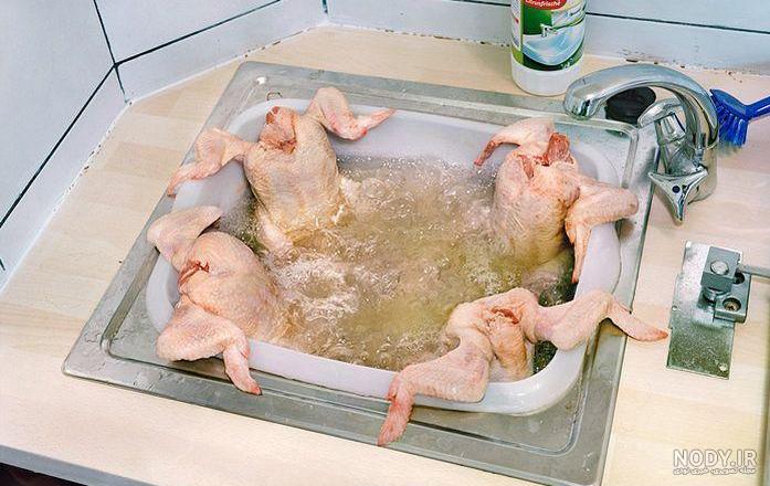 عکس خنده دار حیوانات با متن عکس خنده دار حیوانات با متن