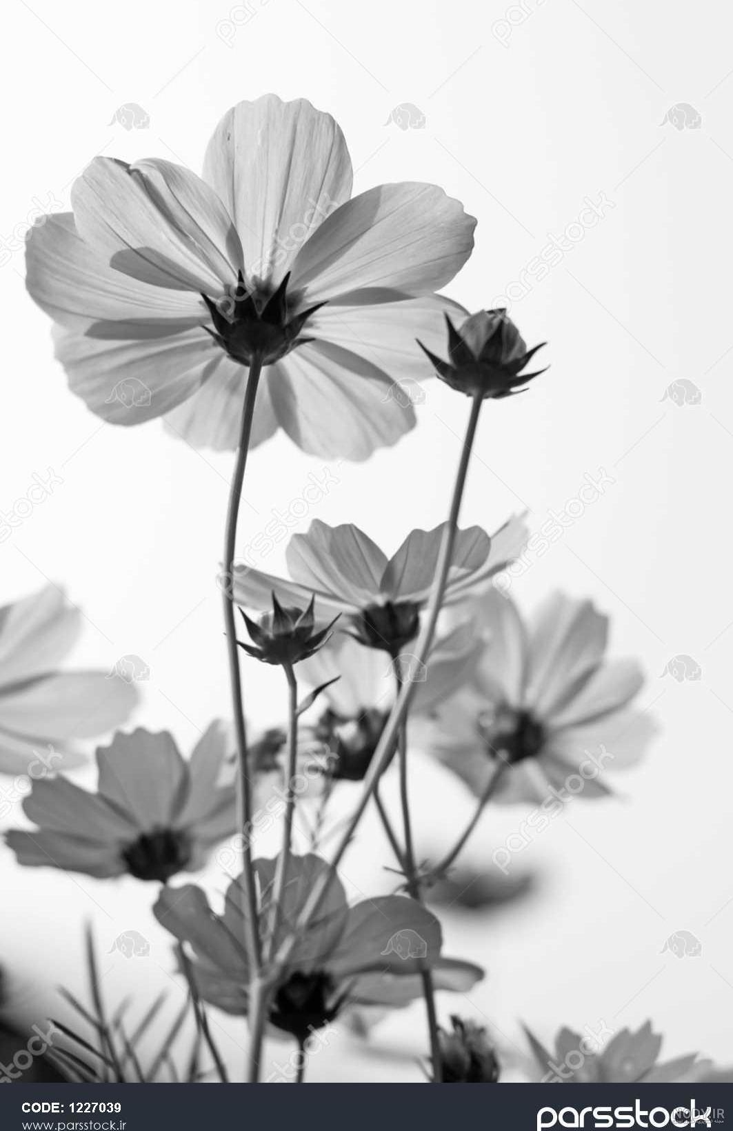 عکس رویایی گل