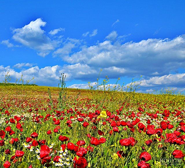 عکس طبیعت گل شقایق