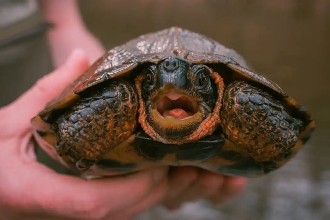 کلمات کلیدی - turtle
