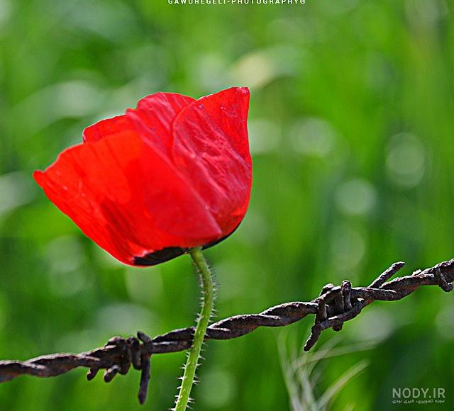 گلهای شقایق