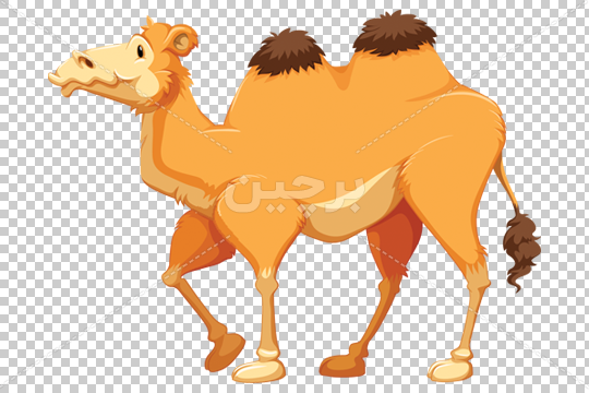 تصاویر شتر کارتونی