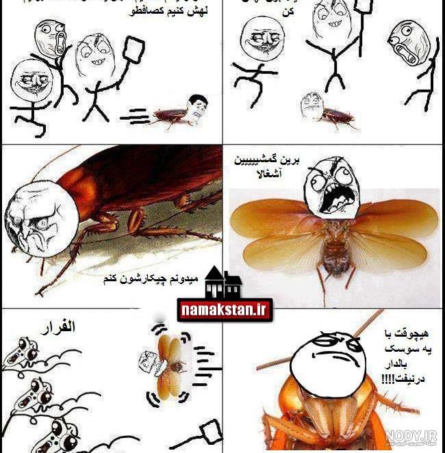 زیبایی نفس گیر سوسک جواهرنشان! + فیلم
