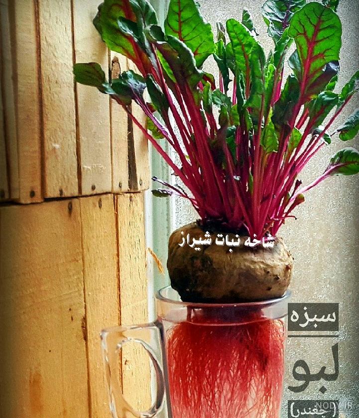 سبزه هفت سین با جدیدترین ایده ها و تزیینات