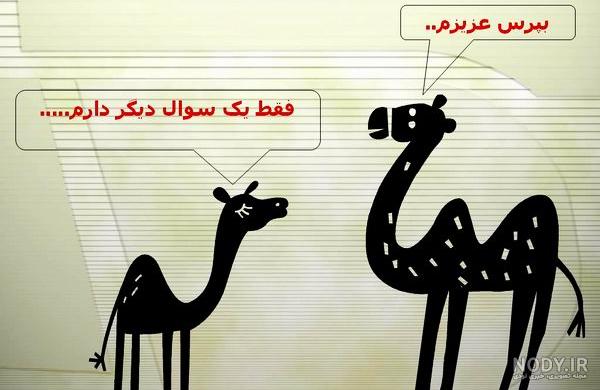 عکس از بچه شتر