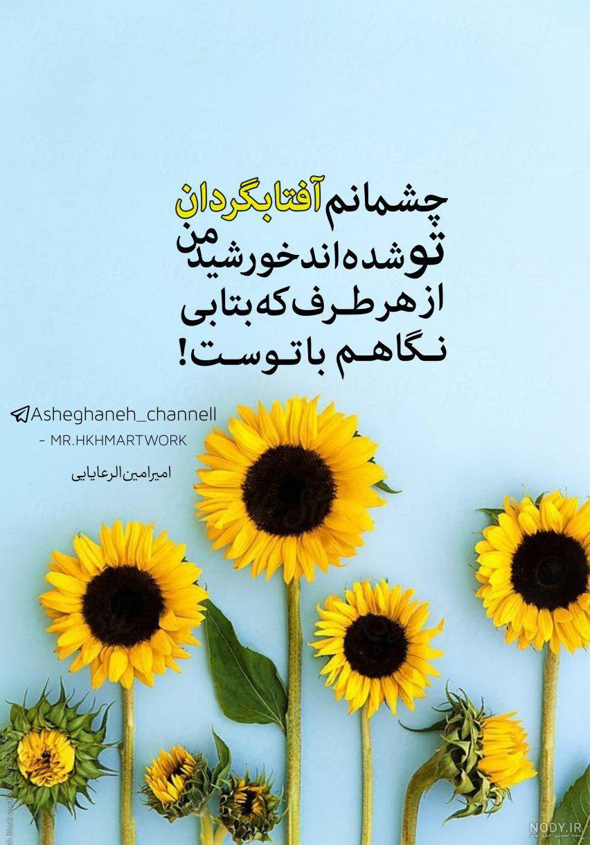 عکس با کیفیت گل آفتابگردان عکس با کیفیت گل آفتابگردان
