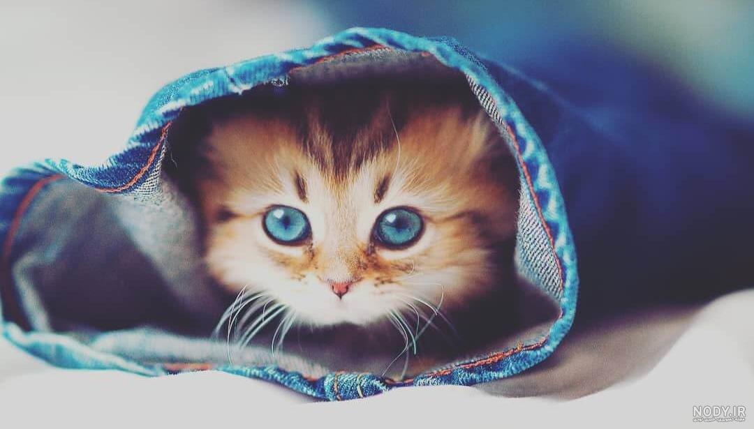 عکس بچه گربه های سفید white kittens عکس بچه گربه های سفید white kittens