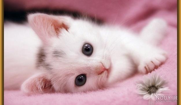 عکس بچه گربه های ناز cute cats wallpapers