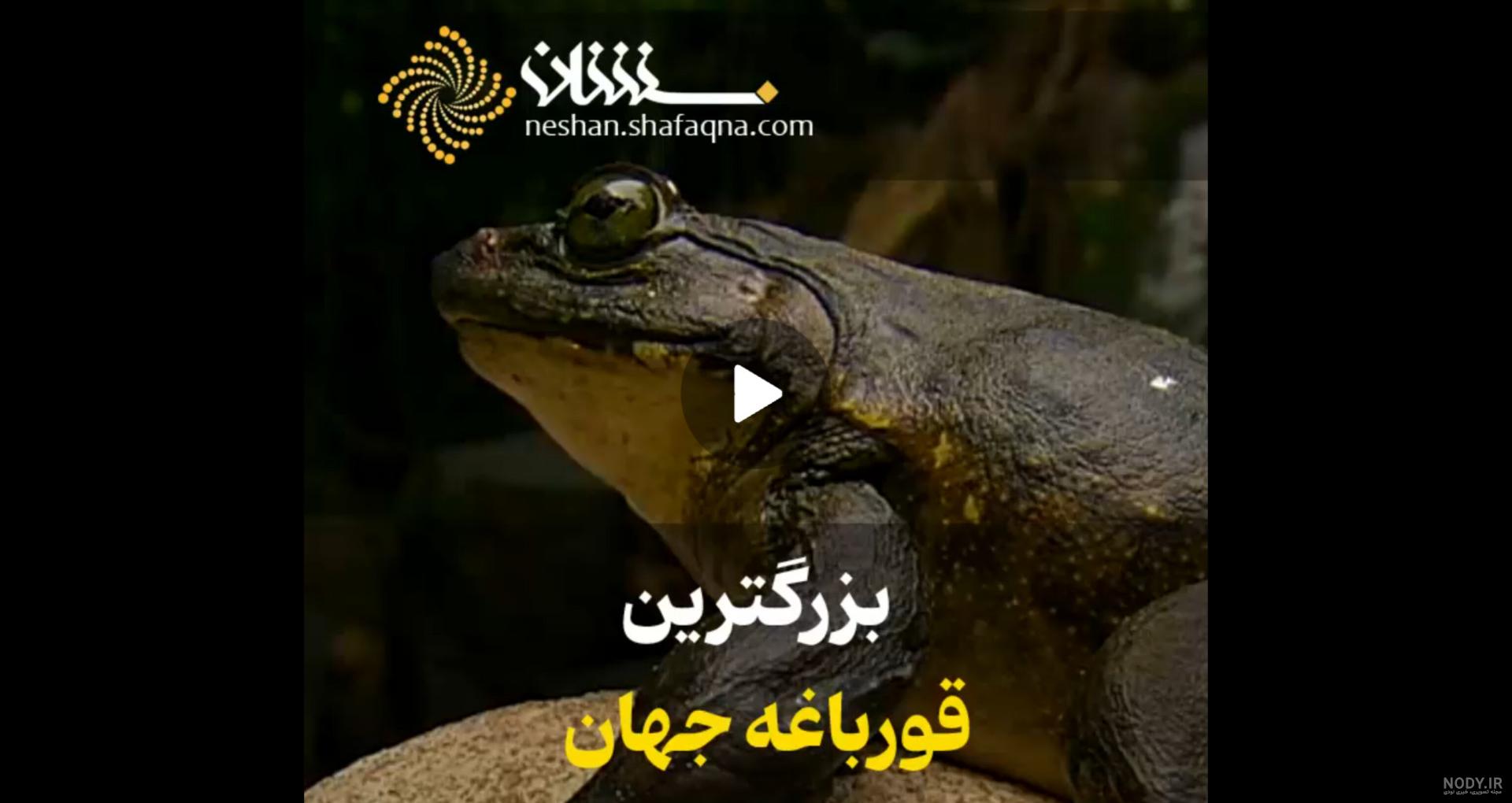 عکس خاله های مشهد عکس خاله های مشهد