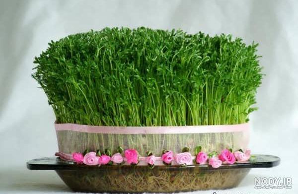 عکس سبزه لبو