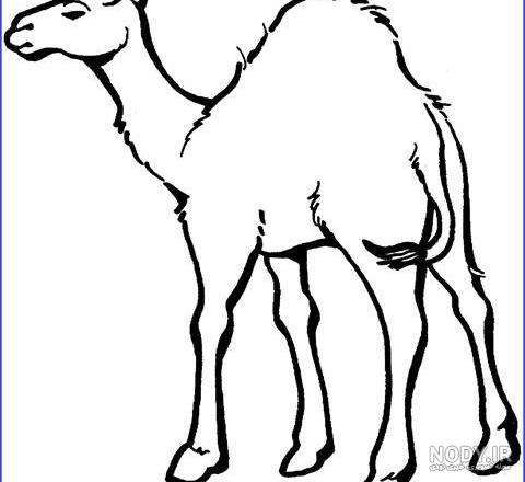 عکس های شتر کارتونی