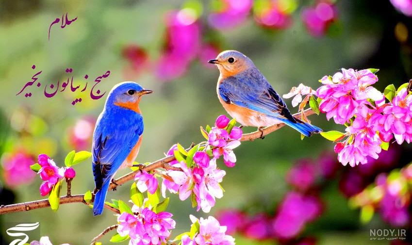 عکس صبح بخیر نوروز - عکس نودی عکس صبح بخیر نوروز - عکس نودی
